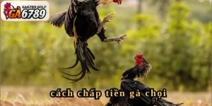 cách chấp tiền gà chọi