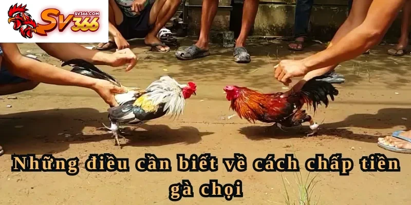 Những điều cần biết về cách chấp tiền gà chọi