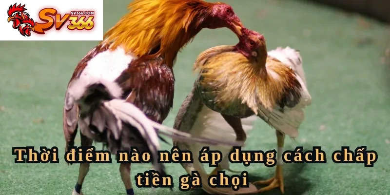 Thời điểm nào nên áp dụng cách chấp tiền gà chọi 