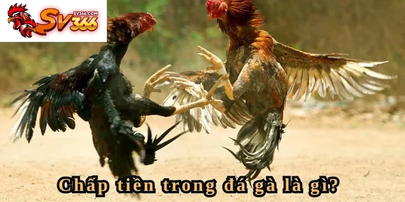Chấp tiền trong đá gà là gì?