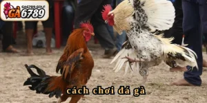 cách chơi đá gà
