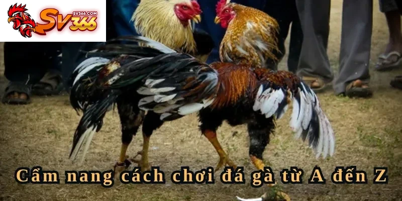 Cẩm nang cách chơi đá gà từ A đến Z
