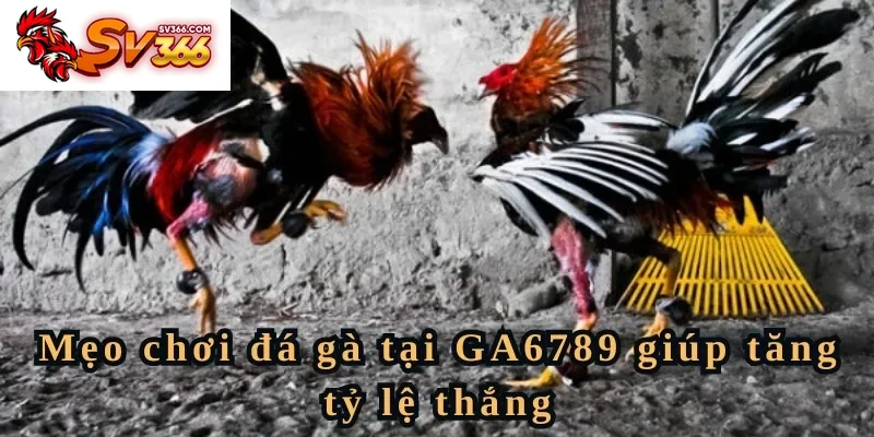 Mẹo chơi đá gà tại SV366 giúp tăng tỷ lệ thắng