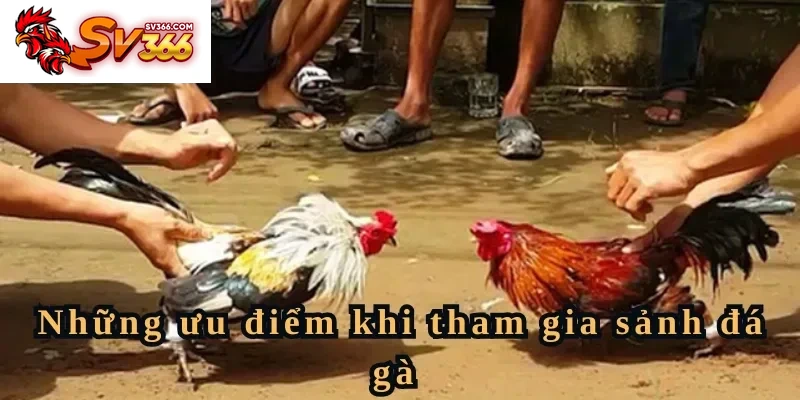 Những ưu điểm khi tham gia sảnh đá gà 