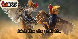 Cách làm cho gà lì đòn tăng cường sức mạnh