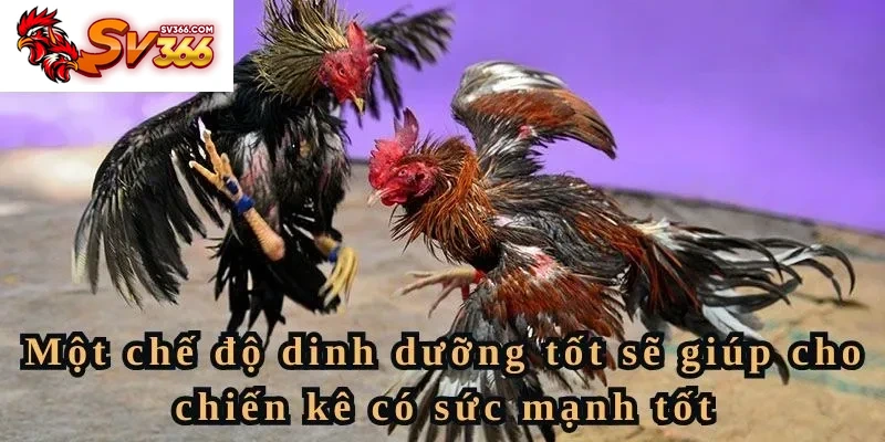 Một chế độ dinh dưỡng tốt sẽ giúp cho chiến kê có sức mạnh tốt