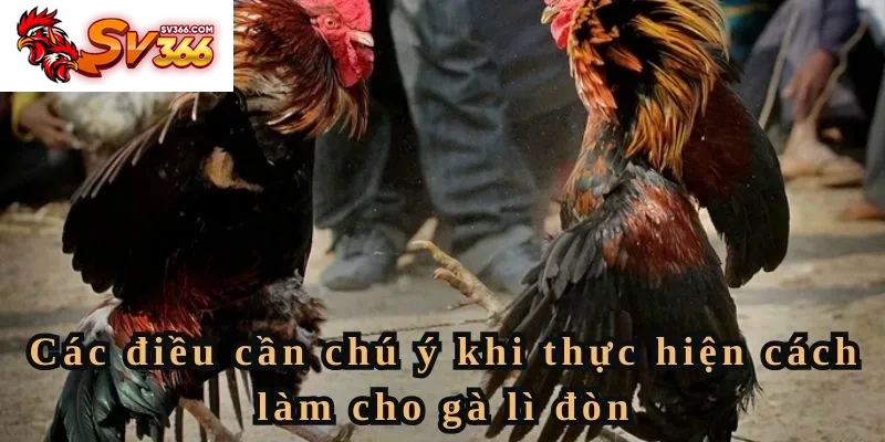 Các điều cần chú ý khi thực hiện cách làm cho gà lì đòn