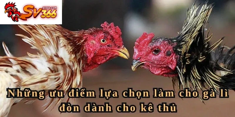 Những ưu điểm lựa chọn làm cho gà lì đòn dành cho kê thủ