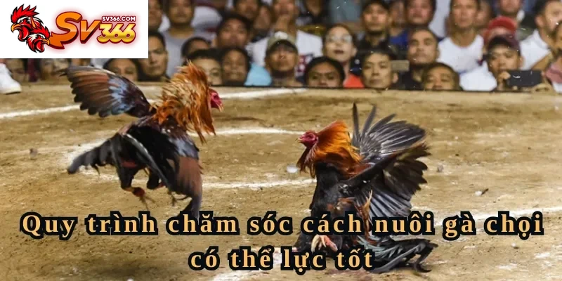 Quy trình chăm sóc cách nuôi gà chọi có thể lực tốt