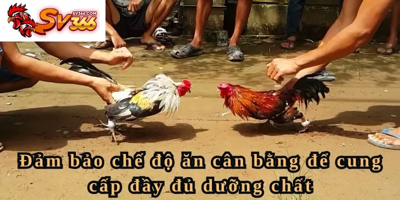 Cách nuôi gà chọi có thể lực tốt bằng cách cân bằng dinh dưỡng