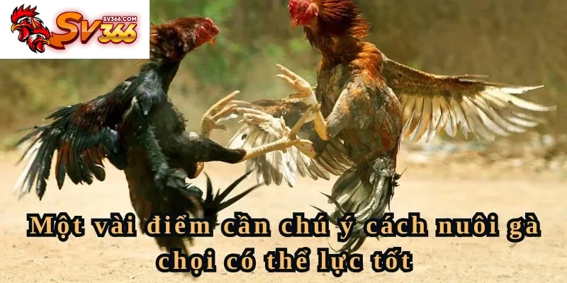 Một vài điểm cần chú ý cách nuôi gà chọi có thể lực tốt