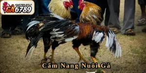 Cẩm Nang Nuôi Gà