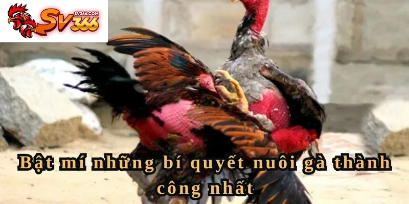 Cẩm nang nuôi gà bật mí cách nuôi thành công 