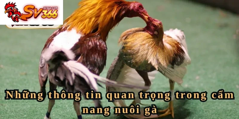 Những thông tin quan trọng trong cẩm nang nuôi gà