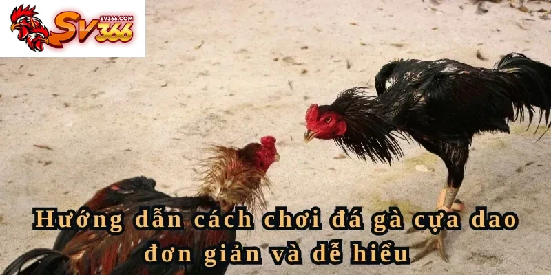Hướng dẫn cách chơi đá gà cựa dao đơn giản và dễ hiểu