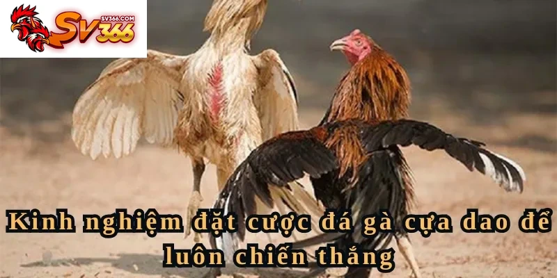 Kinh nghiệm đặt cược đá gà cựa dao để luôn chiến thắng