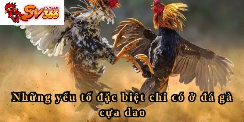 Những yếu tố đặc biệt chỉ có ở đá gà cựa dao