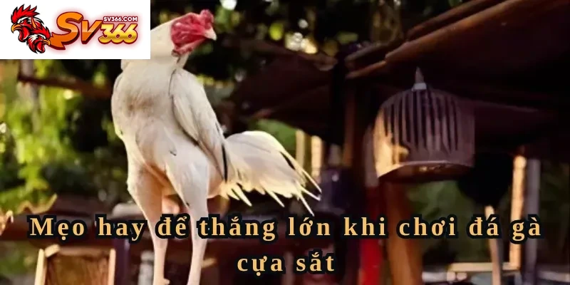 Mẹo hay để thắng lớn khi chơi đá gà cựa sắt