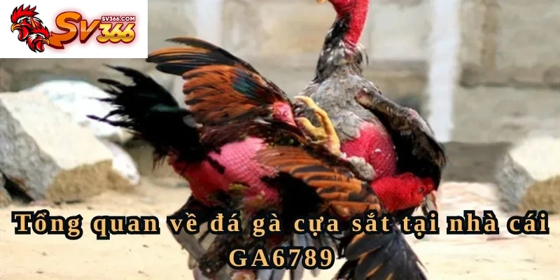 Tổng quan về đá gà cựa sắt tại nhà cái SV366