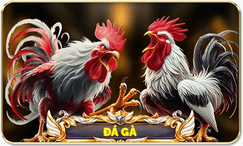 Đá Gà SV366 Hot 2025