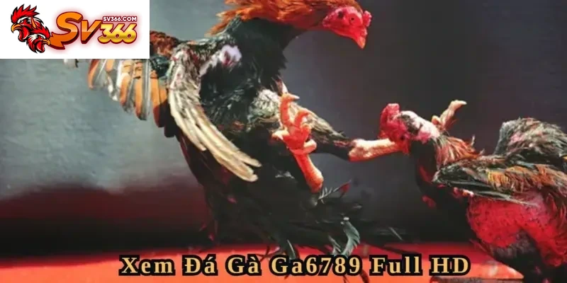 Thưởng thức Đá Gà SV366 chất lượng Full HD