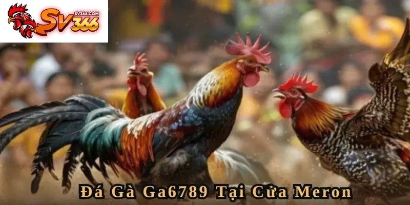 Cửa Meron có nhiều ưu điểm đặc biệt cho thành viên Đá Gà SV366