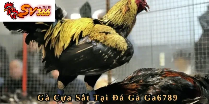 Đấu trường cựa sắt cũng mang sự kịch tính riêng biệt