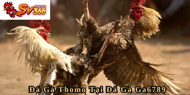 Thử khám phá đấu trường Đá Gà Thomo đỉnh cao