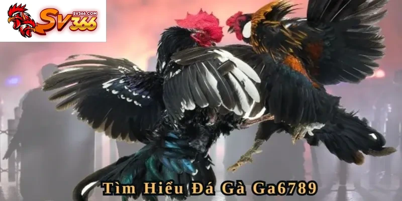 Sân chơi đá gà sv366 hot nhất hiện nay