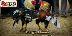 Đá gà Thomo