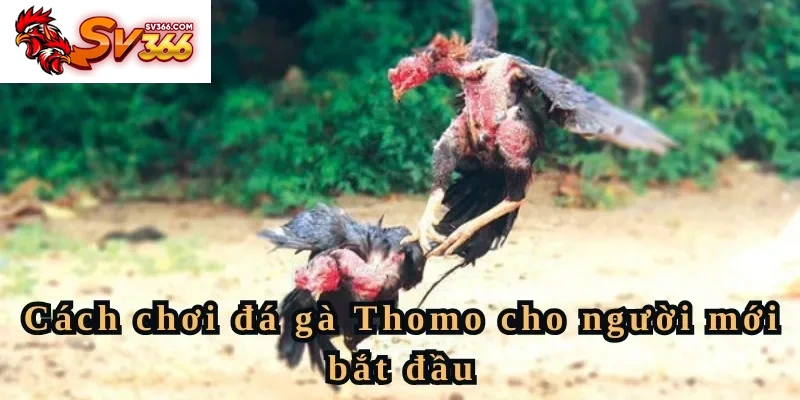 Cách chơi đá gà Thomo cho người mới bắt đầu
