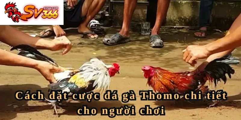 Cách đặt cược đá gà Thomo chi tiết cho người chơi