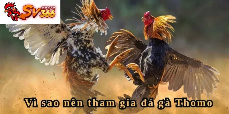 Vì sao nên tham gia đá gà Thomo tại SV366