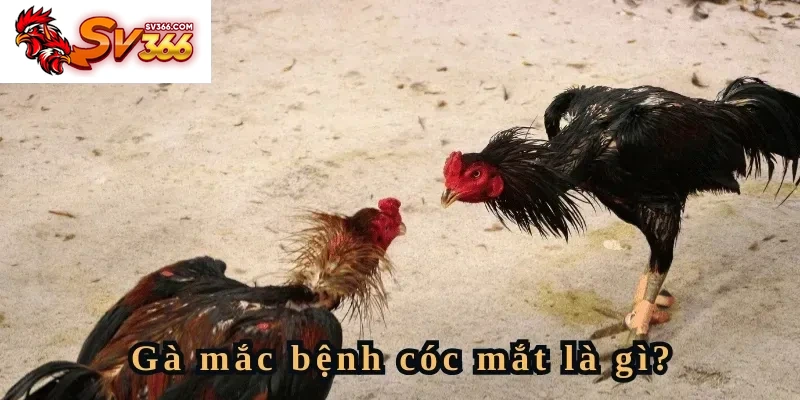 Gà bị cóc mắt là bệnh gì?