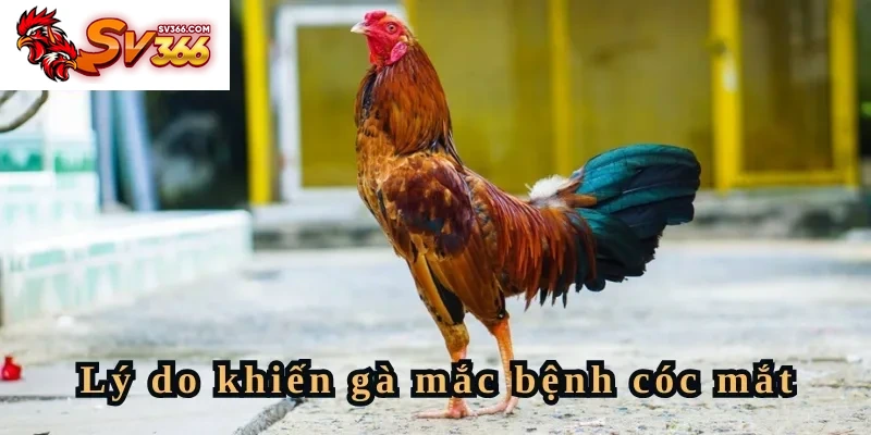 Lý do khiến gà mắc bệnh cóc mắt