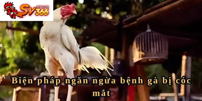 Biện pháp ngăn ngừa bệnh gà bị cóc mắt