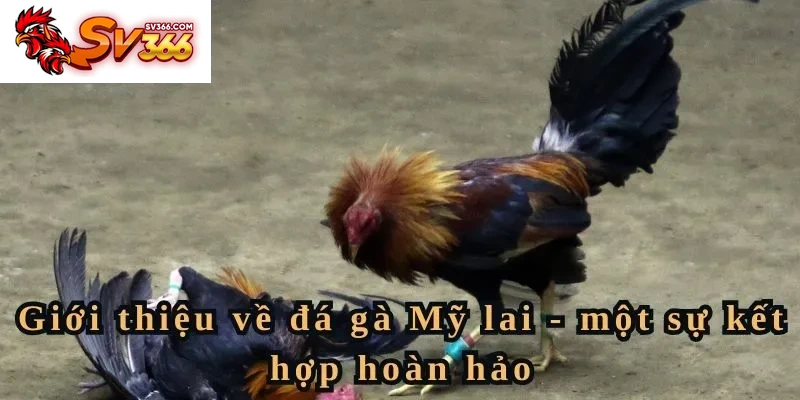 Giới thiệu về đá gà Mỹ lai - một sự kết hợp hoàn hảo