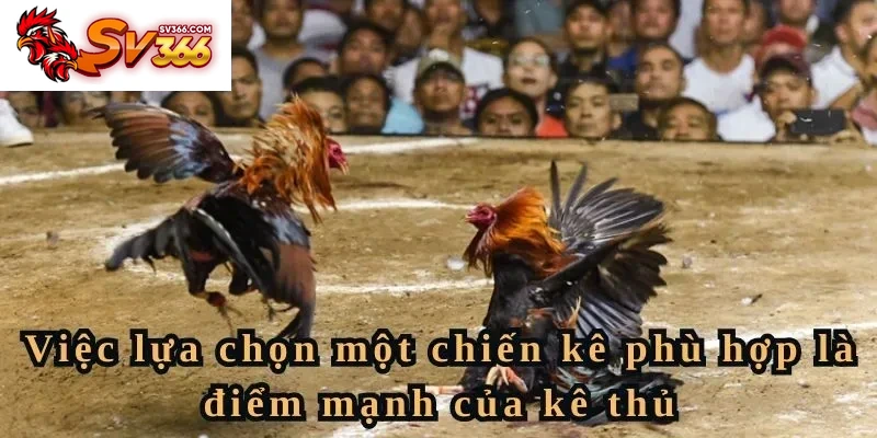 Gà Mỹ lai có đá tốt không phụ thuộc vào cách bạn chọn chiến kê 