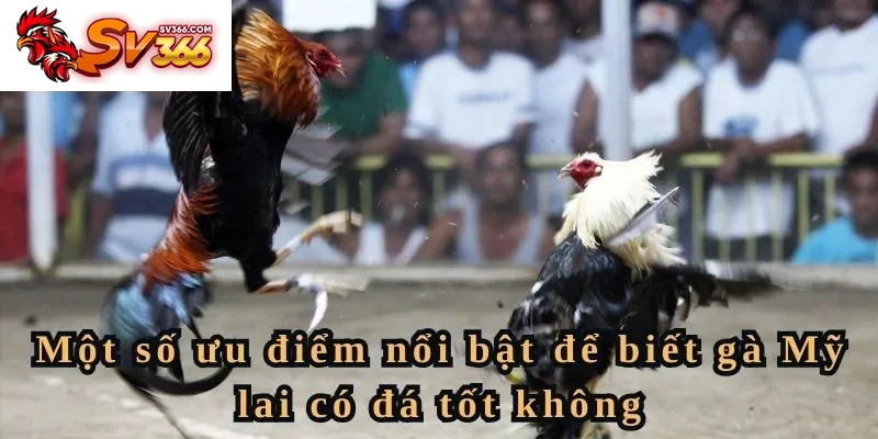 Một số ưu điểm nổi bật để biết gà Mỹ lai có đá tốt không