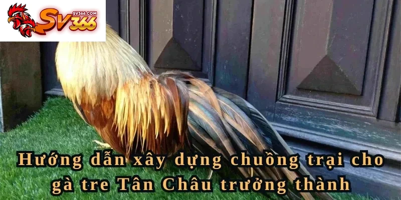 Kỹ thuật nuôi gà tre Tân Châu - Cách xây dựng chuồng trại