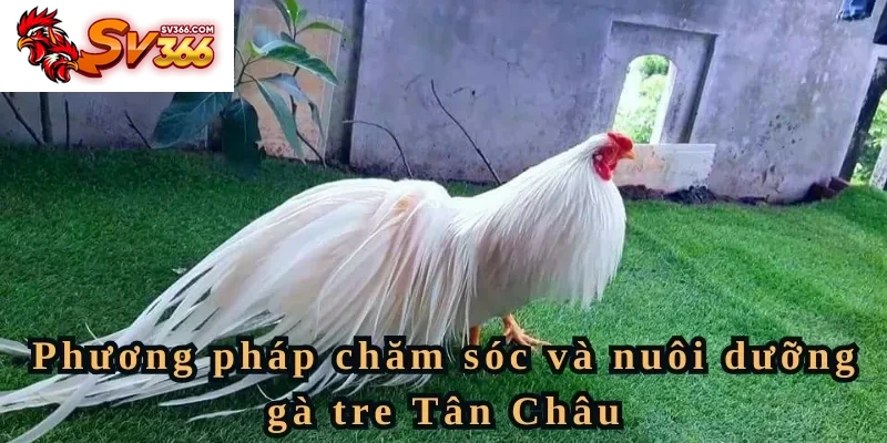 Phương pháp chăm sóc và nuôi dưỡng gà tre Tân Châu như thế nào
