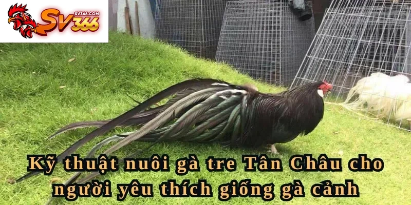 Kỹ thuật nuôi gà tre Tân Châu cho người yêu thích giống gà cảnh