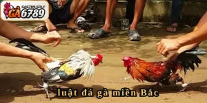luật đá gà miền Bắc
