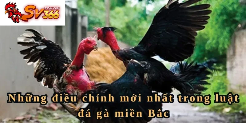 Những điều chỉnh mới nhất trong luật đá gà miền Bắc