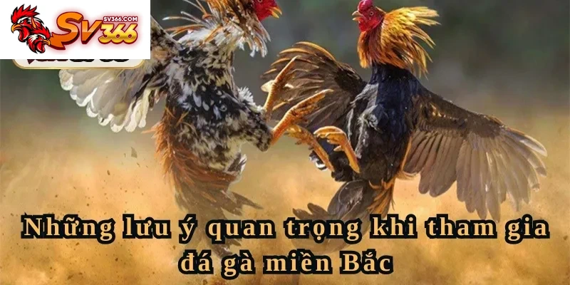 Luật đá gà miền Bắc: Lưu ý quan trong khi tham gia