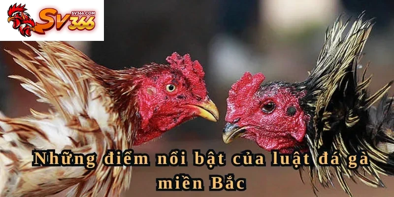 Những điểm nổi bật của luật đá gà miền Bắc