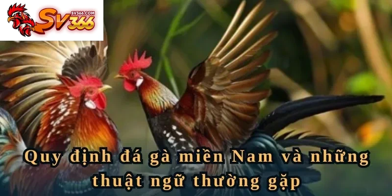 Quy định đá gà miền Nam và những thuật ngữ thường gặp