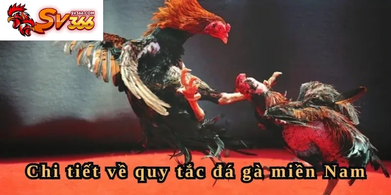 Chi tiết về quy tắc đá gà miền Nam