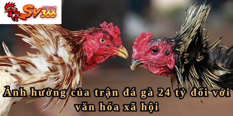 Ảnh hưởng của trận đá gà 24 tỷ đối với văn hóa xã hội