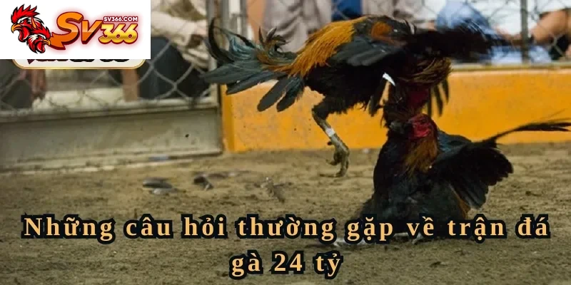 Các câu hỏi thường gặp về trận đá gà 24 tỷ